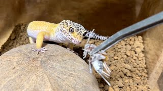 ものすごい勢いでコオロギを捕食するレオパ達【爬虫類】leopard gecko