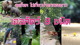 สุดช็อคไปเที่ยว น้ำตกเขาสอยดาว จันทบุรี เจอสัตว์ 8 ชนิด