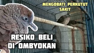 Cara Mengobati Perkutut Beli Dari Ombyokan Alami