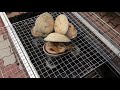 大アサリを貰ったのでバーベキューコンロで焼きました