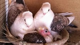 Beautiful Satinette pigeons \u0026 babies