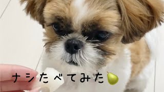 初めて梨を食べた犬の反応が可愛すぎた【シーズー】【#shorts 】