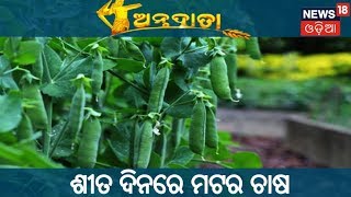 Peas Farming In Winter Season |ANNADATA | 13 DEC 2018 | NEWS18 ODIA