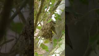 Female Olive-backed Sunbird busy lining and shaping the nest cavity