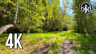 Soothing birdsong in the May forest. Sounds of nature 10 hours.