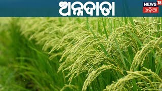 ଉନ୍ନତ ରେ ପୋଟଳ ଚାଷ | ANNADATA