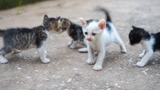 Kittens Calling For Mom - Cute Kittens - Cat Sounds