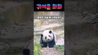 귀여운 화화 #panda #판다 #熊猫 #화화 #花花