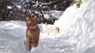 かご猫 x ゆきみち　Cat and snow 2014#2