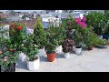 terrace garden overview August month | hibiscus | bougainvillea | #gardening #rose #bougainvillea