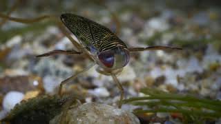 Lesser water boatman (Corixidae) - 1 cm/Búvárpoloska