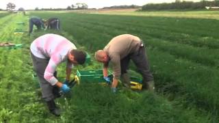 #Farm24: Chive Harvesting from Herbs unlimited