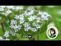 30秒の心象風景24534・極小の花～ノジシャ～