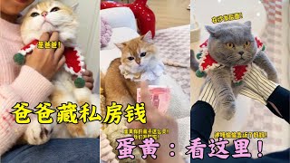 Filename蛋黄今天妈妈救不了你了#矮脚猫 #cat #pet #宠物猫 #cat #cute #cutecat #funny😋😋😉