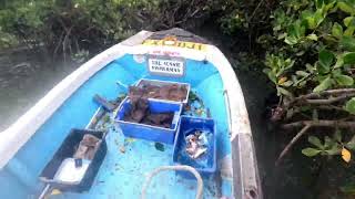 Releasing huge mudcrabs, Queensland Australia.