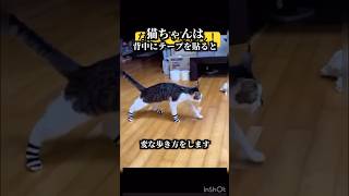 猫ちゃんか靴下を履くとこうなりますっ☆#ねこ #猫 #保護猫 #雑学が