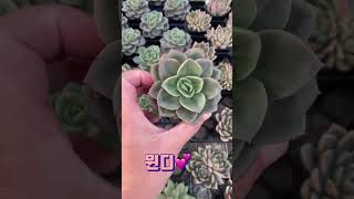 이쁨가득 쪼꼬미 국민다육들 방문시 1,500원 택배시 2,000원 #plants #succulent #cactus #국민다육 #민이네다육 010-6863-0625