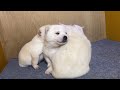 北海道犬のネムの赤ちゃん👩‍🍼生後28日目の夜！名前をつけました🤗うちには猫🐈のあずきちゃんとよもぎくんが居るので、それに続いて名前をつけました🤗そしてこの夜、あんこちゃんをうちで飼うことに