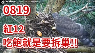 20210819 紅12吃飽就是要拆巢!!  - 大安森林公園鳳頭蒼鷹育雛直播