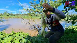 Baung kuning sungai jelai | Umpan tapa usus ayam #wms-225