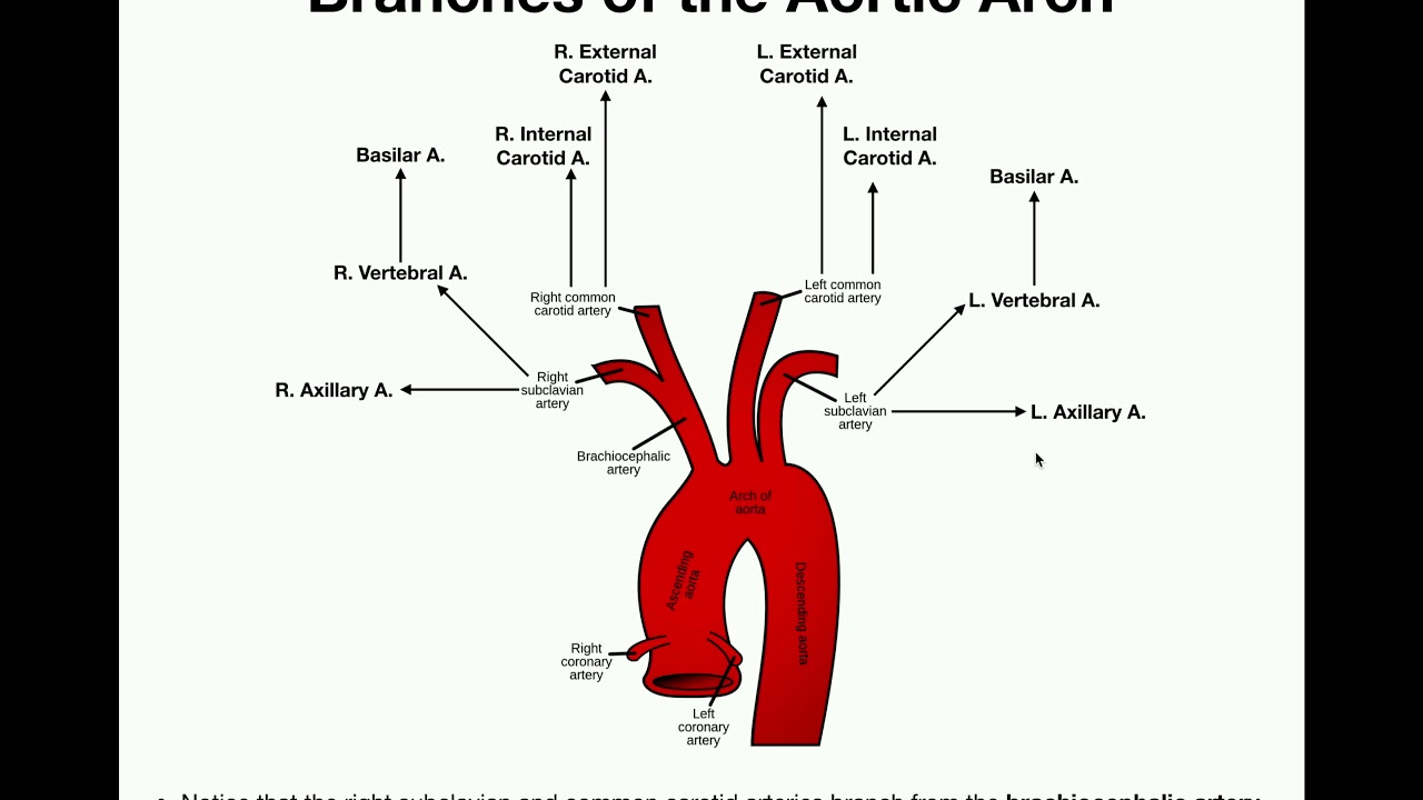 Anatomy Branches Of The Aortic Arch 44 Off
