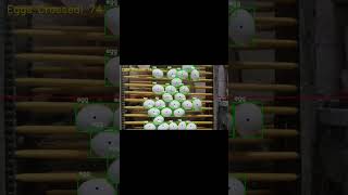 Real Time Egg Counting with computer vision