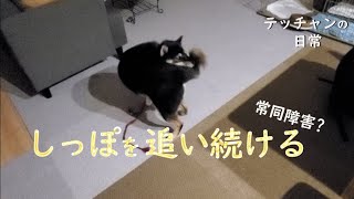 しっぽは無事なのか！？追い続ける犬！グルグル回り続けるテッチャン！！