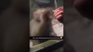 Monkey gets flabbergasted by tomfoolery