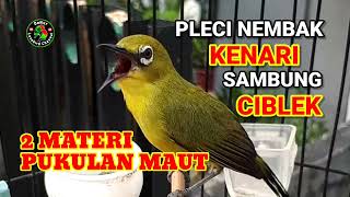 Masteran pleci nembak kenari sambung ciblek, 2 materi bikin pleci juara