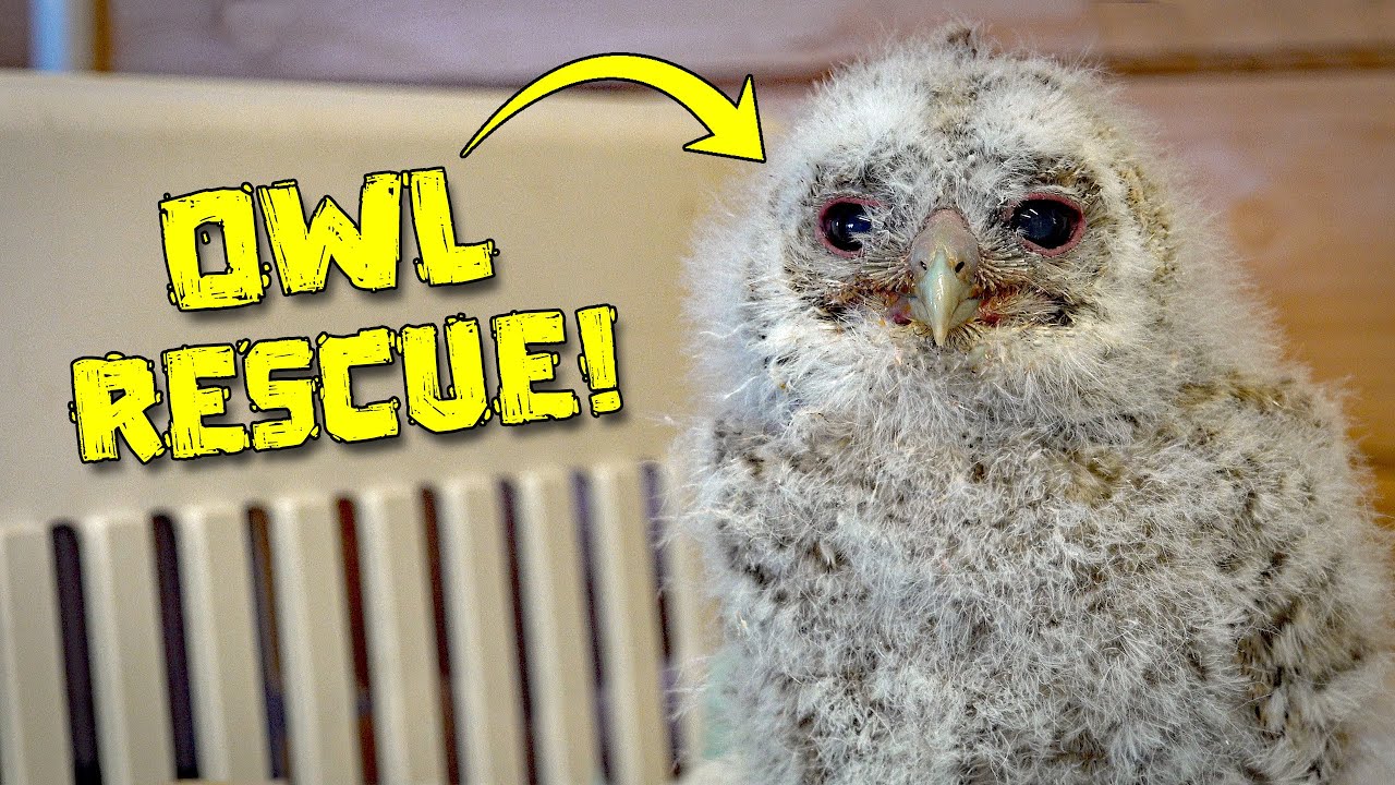 Saving An Abandoned Baby Owl! A Day At A Bird Rescue Centre - Ep. 199 ...