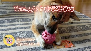 【The ¿ん? 神な遊び方】2歳【黒はなマロン⠀】