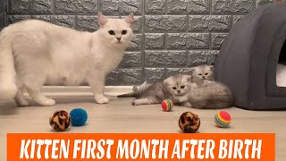 #Vlog1 : First month after birth | Four BKH | British kurze Haare ❤️❤️❤️ - British Shorthair Cat