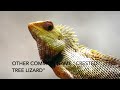 oriental garden lizard తొండ calotes versicolor changeable lizard agamid lizard lizard