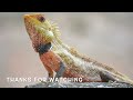 oriental garden lizard తొండ calotes versicolor changeable lizard agamid lizard lizard