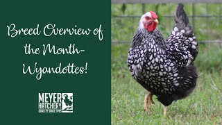 Breed Overview of the Month - Wyandottes!