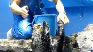 ラッコのロイズ、結んで開いて♪（20151024＠サンシャイン水族館）