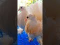 😱പുതിയ വെള്ളരി പ്രാവുകളെ വാങ്ങിയപ്പോൾ😳🕊️ dove shorts doves shortsvideo pigeon short