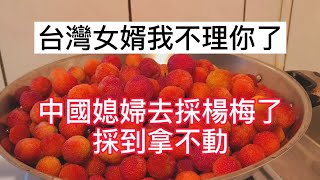 台灣女婿不理你了 我去採楊梅了 採到爆桶 兩家地主真的剩下自由  太大方太牛了  有河 有几做山頭