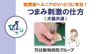 【獣医師監修】つまみ刺激の仕方