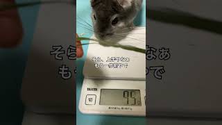 チンチラがリベンジ体重測定に挑む＃chinchilla＃チンチラ＃shorts