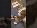 寝顔はかわいいけど寝相が悪すぎる猫【サイベリアンのラフィ】 shorts