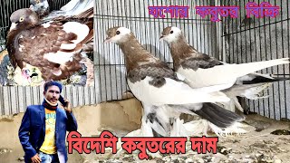 যশোর কবুতরের দাম//যশোর বড় খামারে কবুতর বিক্রি/বিদেশি কবুতর কিনতে পারেন যশোর থেকে,সব জাতের কবুতর আছে