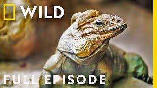 The Bugs of the Zoo (Full Episode) | Secrets of the Zoo: Down Under