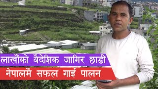 विदेशमा ३ लाखको जागिर छोडें, अहिले नेपालमै मासिक ३ लाख कमाउँछु || Cow Farming   in Nepal ||