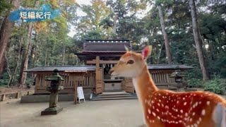 見どころ満載‼︎「特別編　鹿島神宮」⛩関東最強クラスのパワースポット🔦ご眷属のシカについて🦌詳細解説(説明欄で時系列に)📝