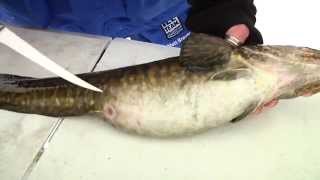 How to catch, clean \u0026 cook eelpout