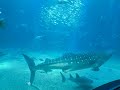 5sec 650 whale shark osaka aquarium kaiyukan osaka june 2024