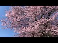 ２０２１年桜　総集編　山形県＃新庄市　最上公園　戸澤神社