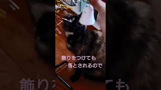 ねこのクリスマスあるある【可愛い猫】 #shorts