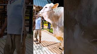 1400 kg bull is dwarfing his handler